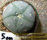 L.Williamsii var. Reynosa Tamaulipas 4 to 5cm